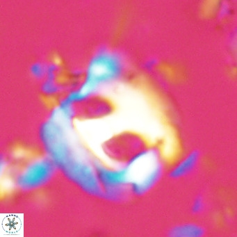 Helicosphaerella truncata VR 028634