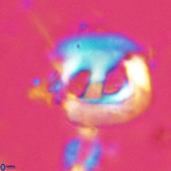 Helicosphaerella truncata VR 028635