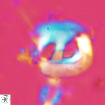 Helicosphaerella truncata VR 028635