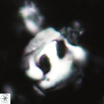 Helicosphaerella truncata VR 028637