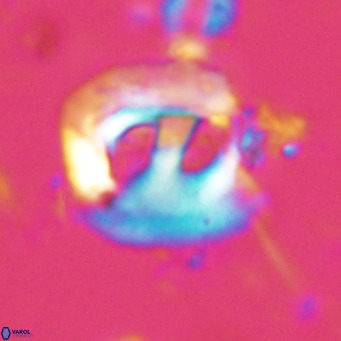 Helicosphaerella truncata VR 028639