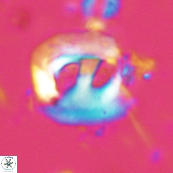 Helicosphaerella truncata VR 028639