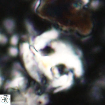 Helicosphaerella truncata VR 028841