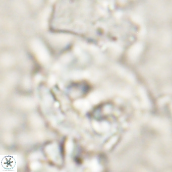 Helicosphaerella truncata VR 028846