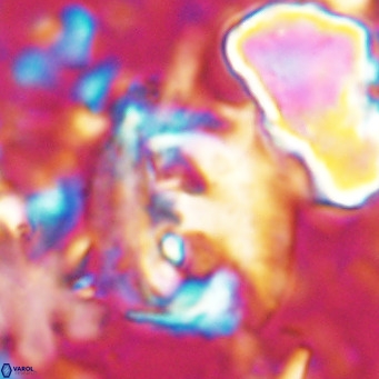 Helicosphaerella truncata VR 028834
