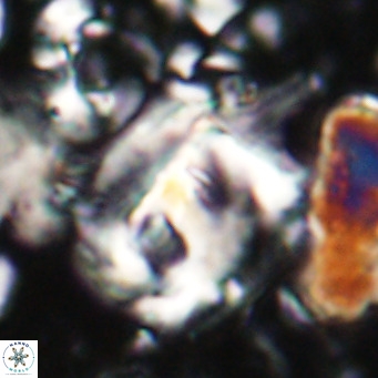 Helicosphaerella truncata VR 028837