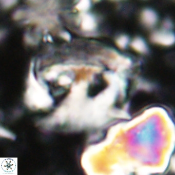 Helicosphaerella truncata VR 028838
