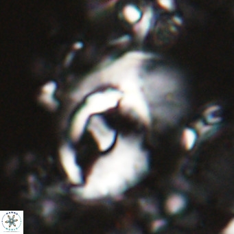 Helicosphaerella wilcoxonii VR 024454