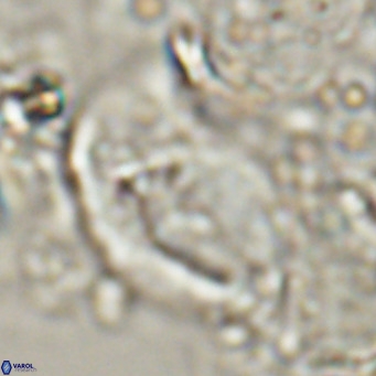 Helicosphaerella wilcoxonii VR 024458