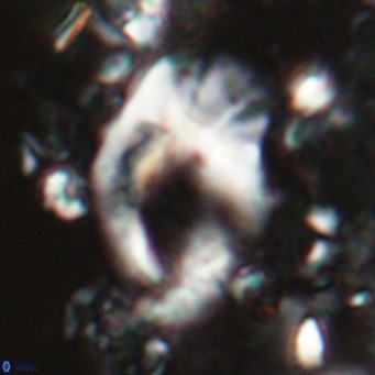 Helicosphaerella wilcoxonii VR 024450