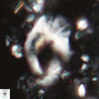 Helicosphaerella wilcoxonii VR 024450