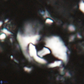 Helicosphaerella wilcoxonii VR 024451