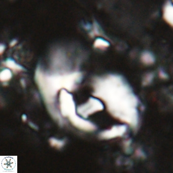 Helicosphaerella wilcoxonii VR 024451