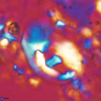 Helicosphaerella wilcoxonii VR 024452