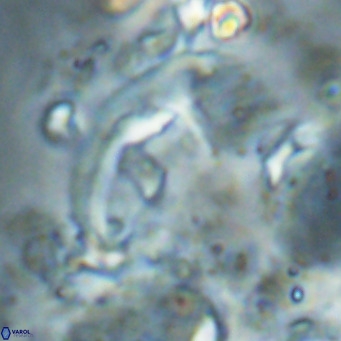 Helicosphaerella wilcoxonii VR 024462