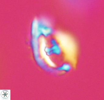 Helicosphaerella wilcoxonii VR 32361