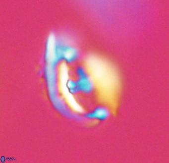 Helicosphaerella wilcoxonii VR 32362