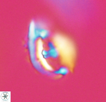Helicosphaerella wilcoxonii VR 32362