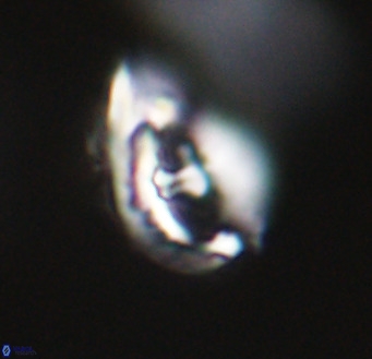 Helicosphaerella wilcoxonii VR 32363