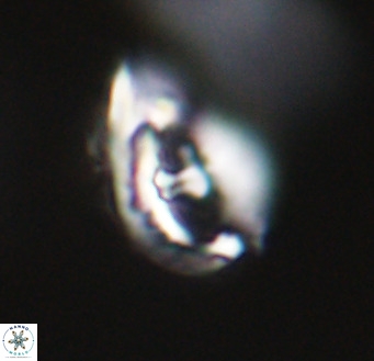 Helicosphaerella wilcoxonii VR 32363