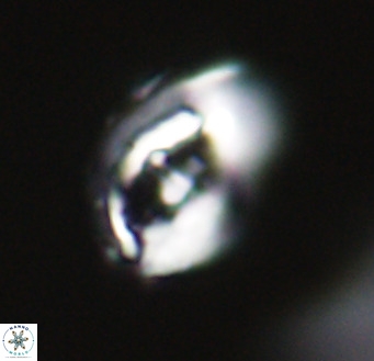Helicosphaerella wilcoxonii VR 32364
