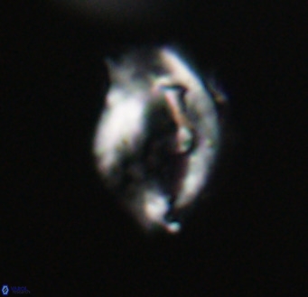 Helicosphaerella wilcoxonii VR 32367