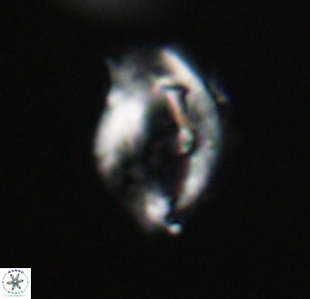 Helicosphaerella wilcoxonii VR 32367