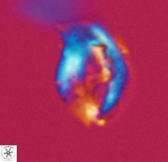 Helicosphaerella wilcoxonii VR 32368