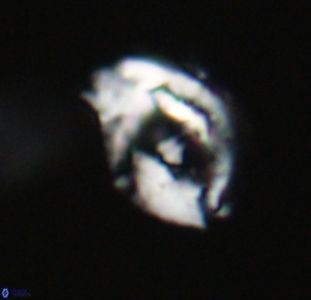 Helicosphaerella wilcoxonii VR 32370
