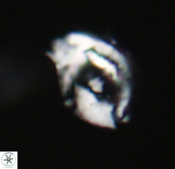Helicosphaerella wilcoxonii VR 32370
