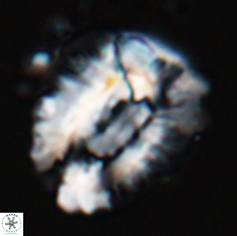 Helicosphaeroides lophotes 25864