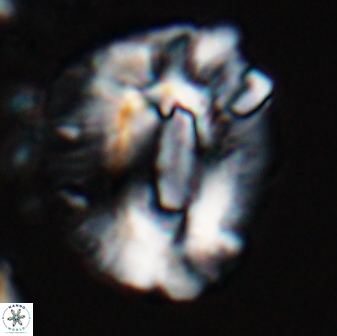 Helicosphaeroides lophotes 25866