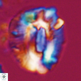 Helicosphaeroides lophotes 25867