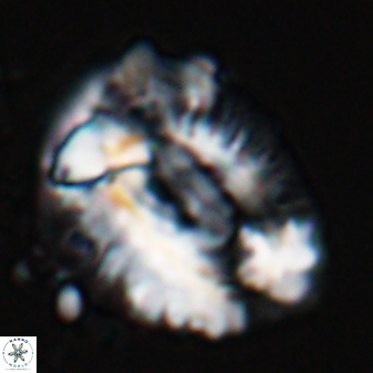 Helicosphaeroides lophotes 25869