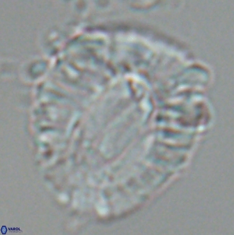 Helicosphaeroides lophotes 25870