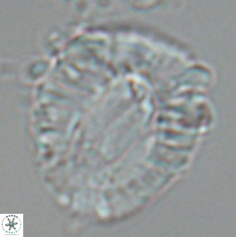 Helicosphaeroides lophotes 25870