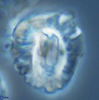 Helicosphaeroides lophotes 25872