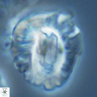 Helicosphaeroides lophotes 25872