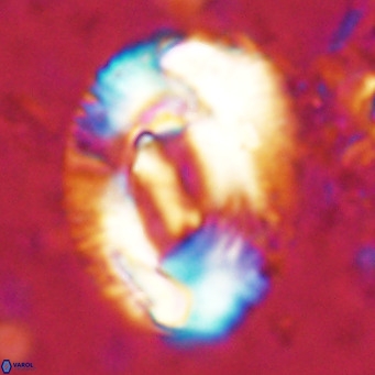 Helicosphaeroides lophotes VR 025212