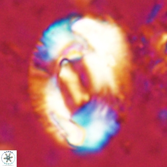 Helicosphaeroides lophotes VR 025212