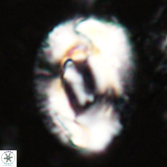 Helicosphaeroides lophotes VR 025213