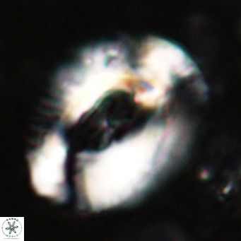 Helicosphaeroides lophotes VR 025214
