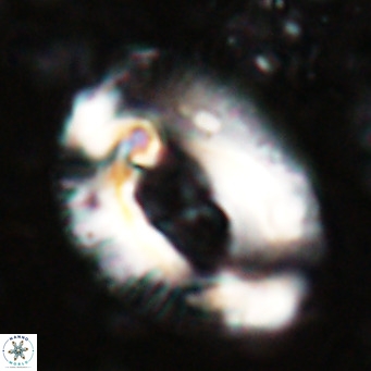 Helicosphaeroides lophotes VR 025218