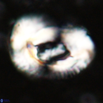 Helicosphaeroides lophotes VR 025219