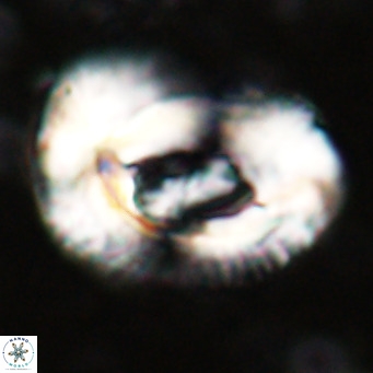 Helicosphaeroides lophotes VR 025219