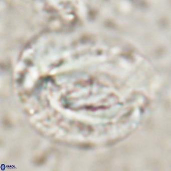 Helicosphaeroides lophotes VR 025221