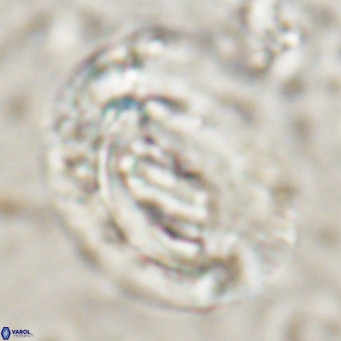 Helicosphaeroides lophotes VR 025222