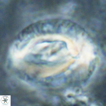 Helicosphaeroides lophotes VR 025226