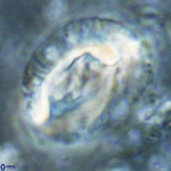 Helicosphaeroides lophotes VR 025227