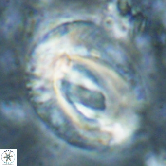 Helicosphaeroides lophotes VR 025230